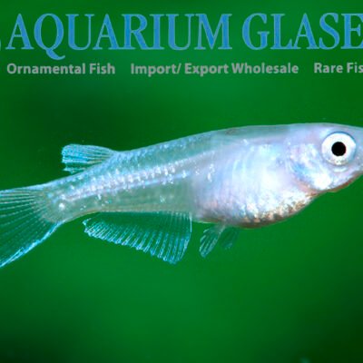 Oryzias latipes SPARKLED BLUE md