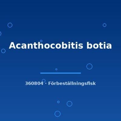 Acanthocobitis botia 4-6cm