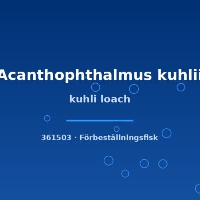 kuhli loach lg