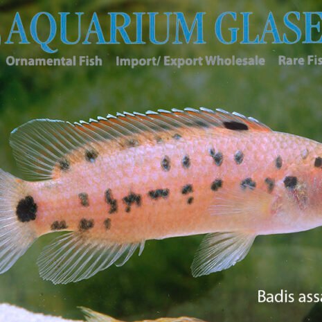 glaser-368304