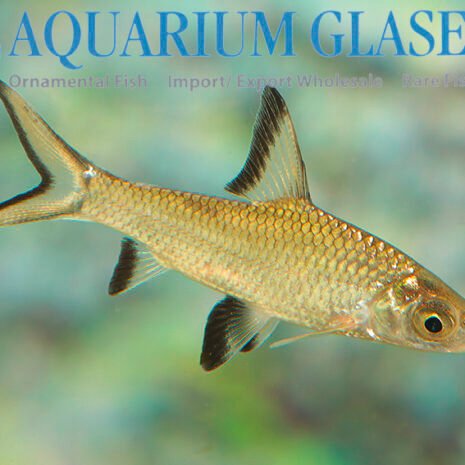 glaser-368603