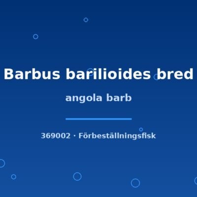 Angola barb (Barbus barilioides bred) md–lg