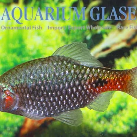 Barbus conchonius Barbus conchonius