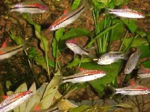Red-line-shark (Barbus denisoni bred) 4–5cm