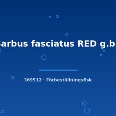 Barbus fasciatus RED g.br. sm