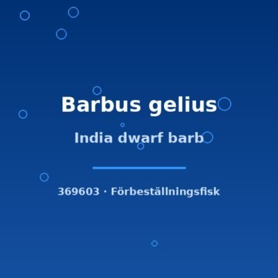 India dwarf barb (Barbus gelius) lg