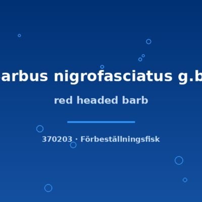 red headed barb md