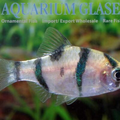 five banded barb md