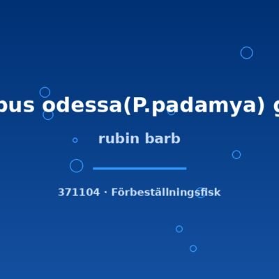 rubin barb lg