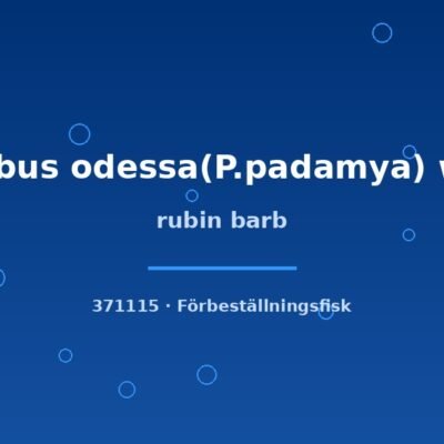 rubin barb xlg-sh