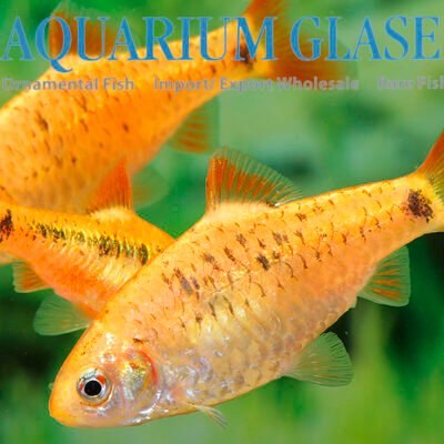 golden barb ml