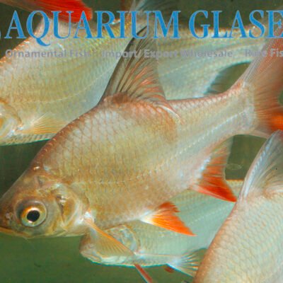 tinfoil barb 8-10cm