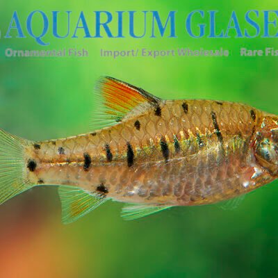 Barbus semifasciolatus sm