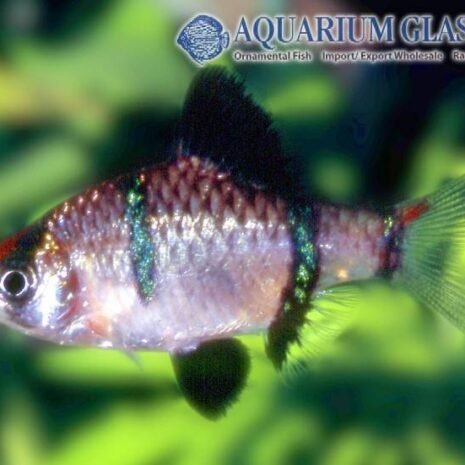 Barbus (Puntius) tetrazona BLACKFIN