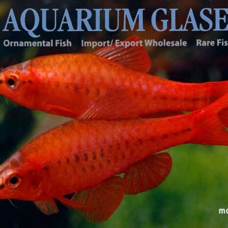 glaser-372603 glaser-372603