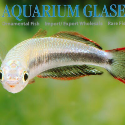 Madagaskar rainbow md