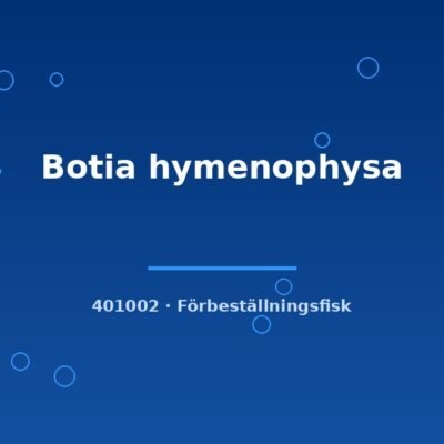 Botia hymenophysa 4-6cm