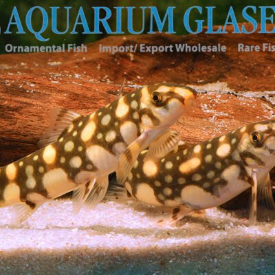 Myanmar loach 5-7cm