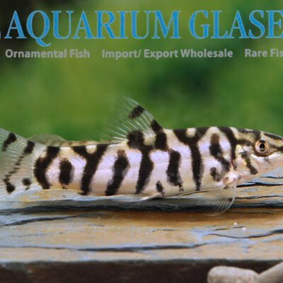 net loach 5-6cm