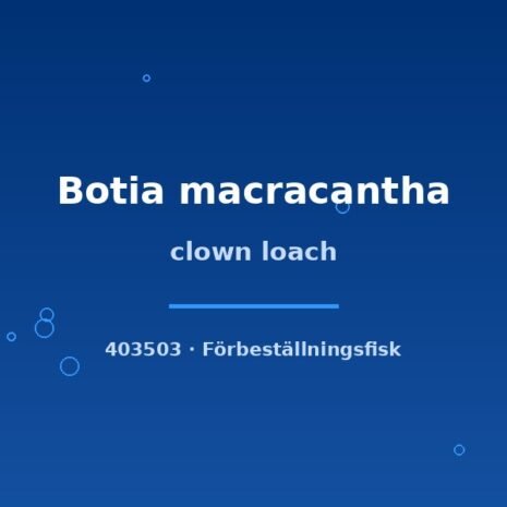 glaser-403503 Clown loach (Botia macracantha) 4cm