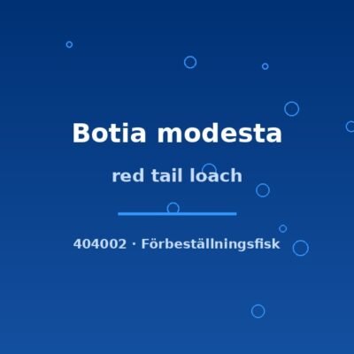 Red tail loach (Botia modesta) 4–5cm