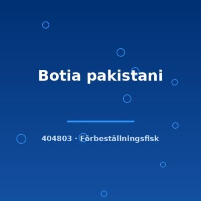 Botia pakistani 5-6cm