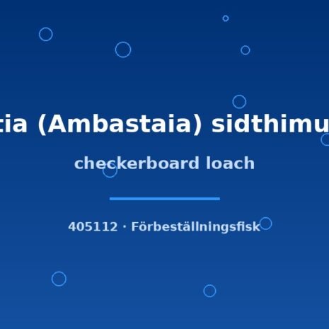glaser-405112 Checkerboard loach (Botia (Ambastaia) sidthimunki) md–lg