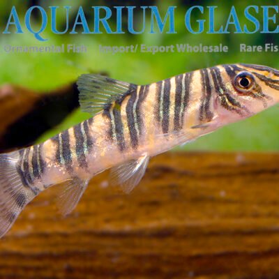 stiped loach 5-6cm