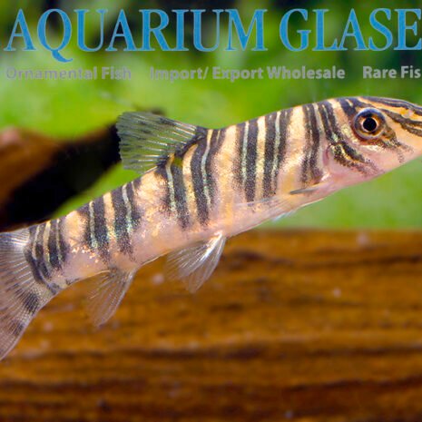 glaser-405504