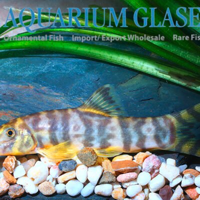 Botia udomritthiruji bred 2-3cm