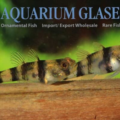 Brachygobius aggregatus sm