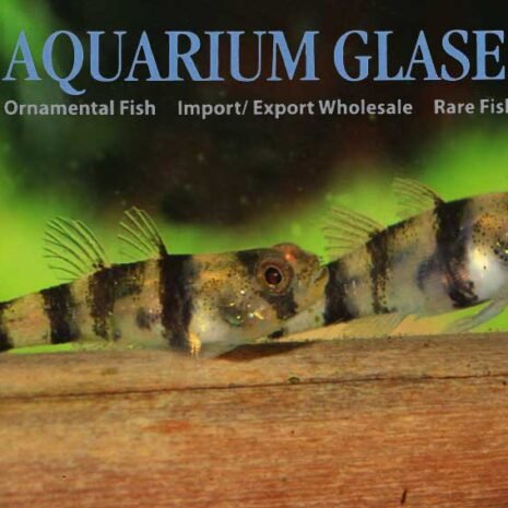 Brachygobius aggregatus - einer der kleinsten Fische der Welt Brachygobius aggregatus - einer der kleinsten Fische der Welt