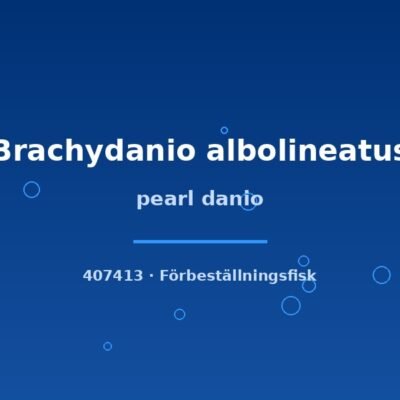 pearl danio md-lg