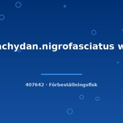 Brachydan.nigrofasciatus wild md