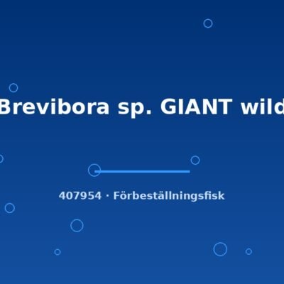 Brevibora sp. GIANT wild xlg