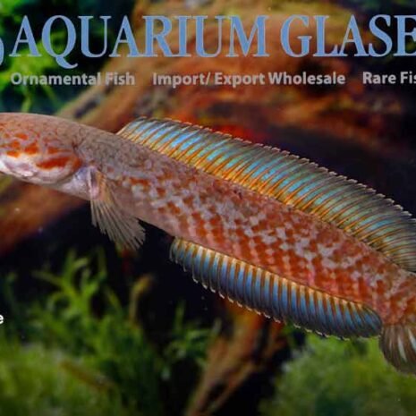 glaser-409073