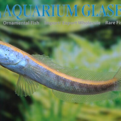 Channa melanopt. "Red Barito" 10-12cm