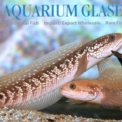 Channa asiatica 15-18cm