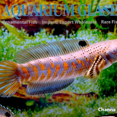 Channa pulchra wild 12-15cm