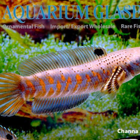 Channa pulchra wild 12-15cm