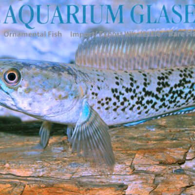 Channa stewarti 12-15cm