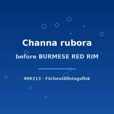 Before BURMESE RED RIM (Channa rubora) 10–12cm