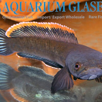 Channa sp. LAOS FIREBACK 10-12cm