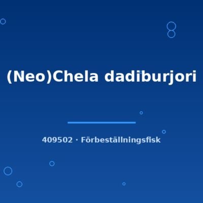 (Neo)Chela dadiburjori md