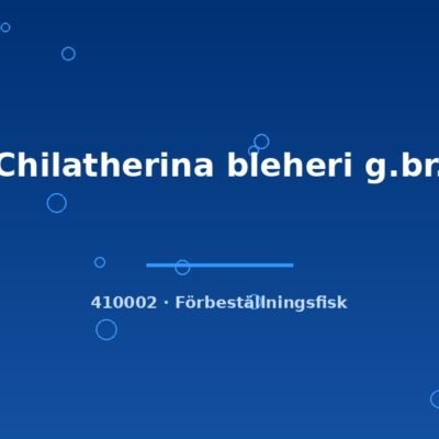 Chilatherina bleheri g.br. 4-6cm