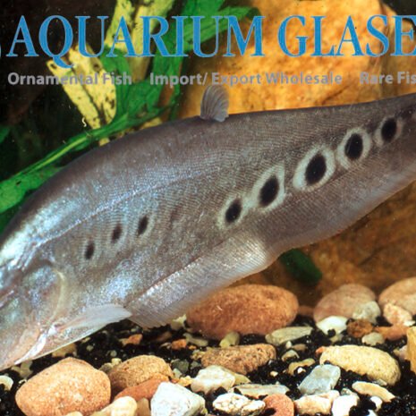 Chitala ornata 7-9cm