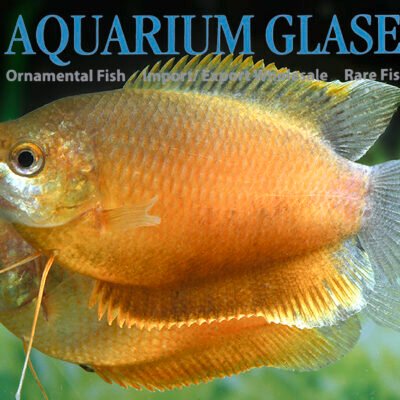 ruby-red thick lipped gourami lg-xlg