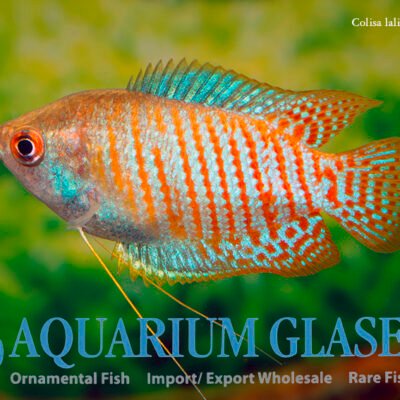 Dwarf gourami (Colisa lalia) lg–xlg