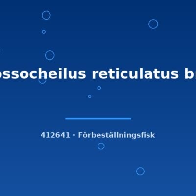 Crossocheilus reticulatus bred 2-3cm