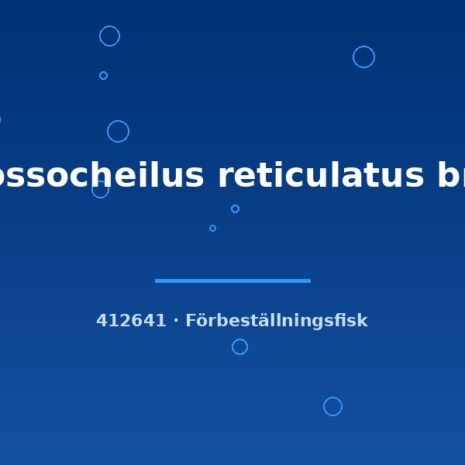 Crossocheilus reticulatus bred 2-3cm